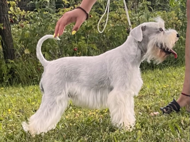 Zwergschnauzer Welpe kaufen