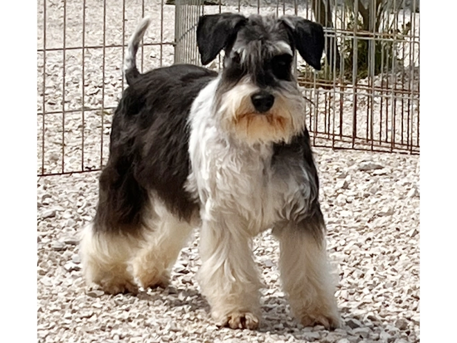 Miniature Schnauzer puppy for sale
