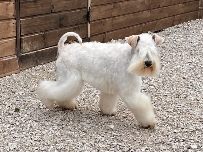 Zwergschnauzer Welpe kaufen