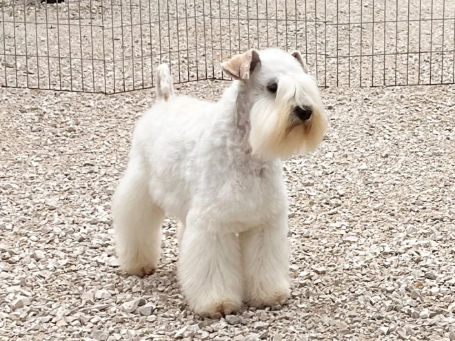 Zwergschnauzer Welpe kaufen