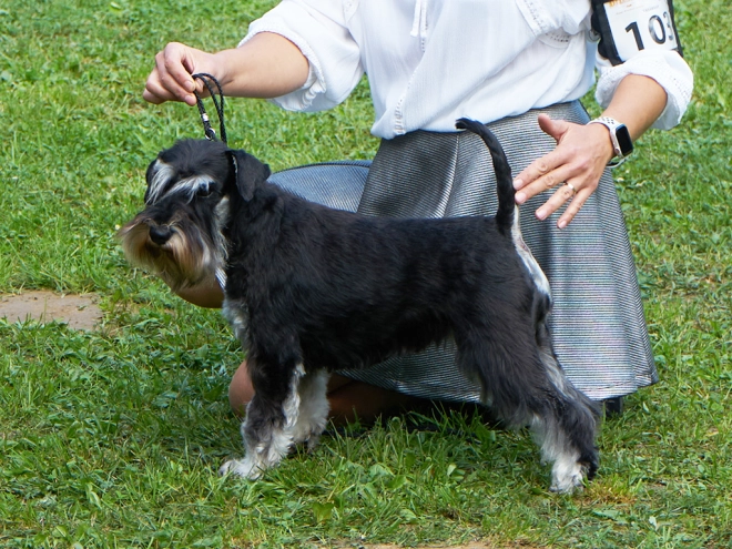 Miniature Schnauzer puppy for sale