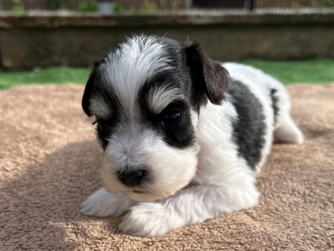 Miniature Schnauzer puppy for sale