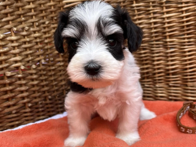 Miniature Schnauzer puppy for sale