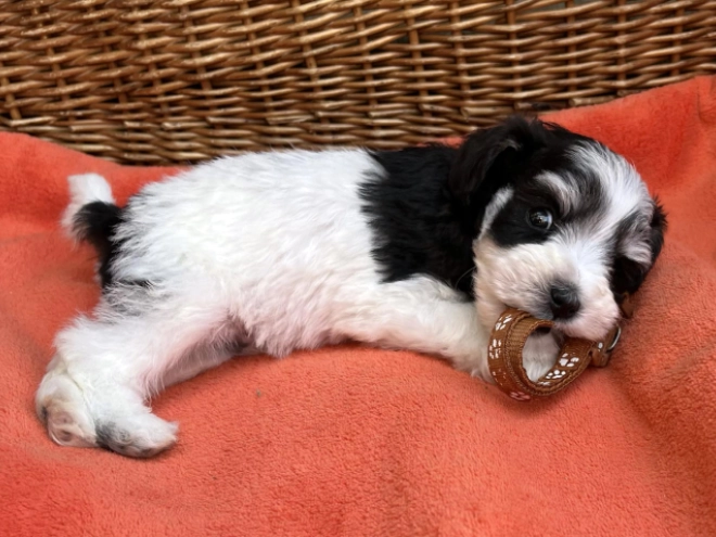 Miniature Schnauzer puppy for sale