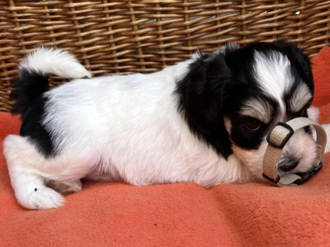 Miniature Schnauzer puppy for sale