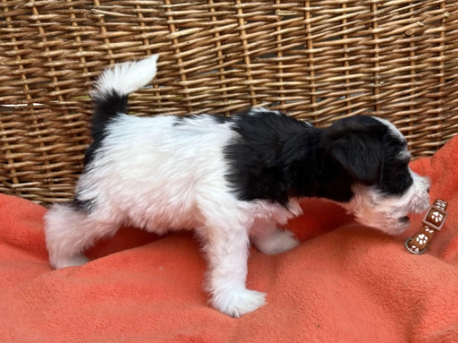 Miniature Schnauzer puppy for sale