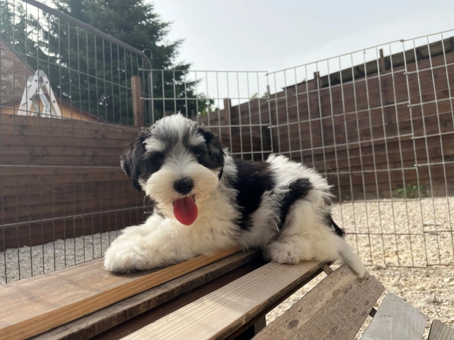 Miniature Schnauzer puppy for sale