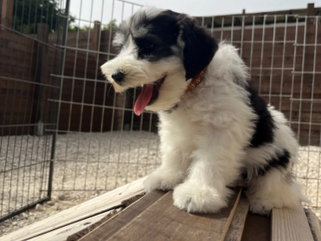 Miniature Schnauzer puppy for sale
