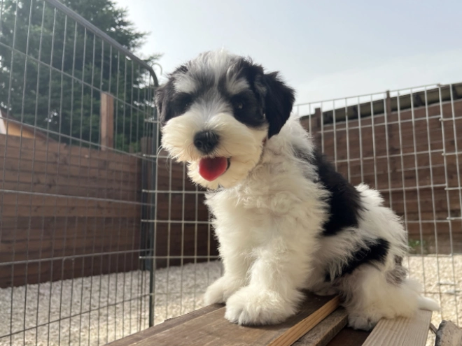 Miniature Schnauzer puppy for sale