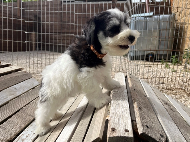 Miniature Schnauzer puppy for sale