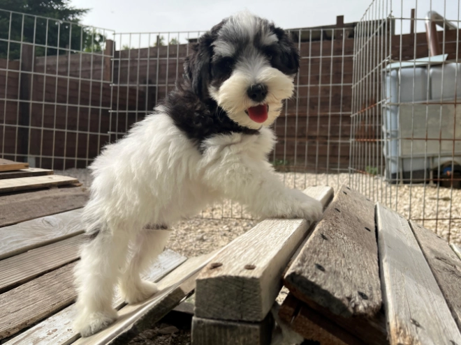 Miniature Schnauzer puppy for sale