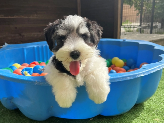 Miniature Schnauzer puppy for sale