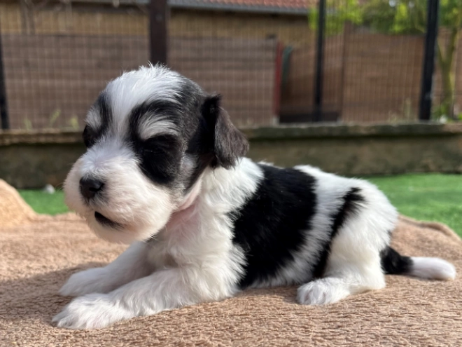 Miniature Schnauzer puppy for sale