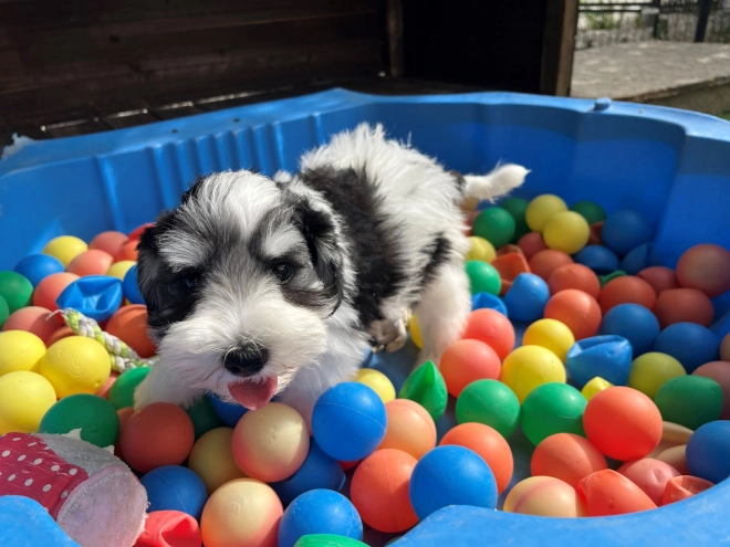 Miniature Schnauzer puppy for sale