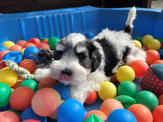 Miniature Schnauzer puppy for sale