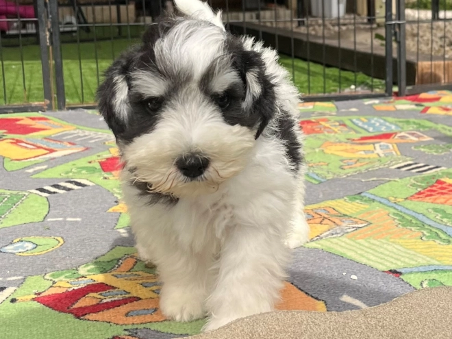 Miniature Schnauzer puppy for sale