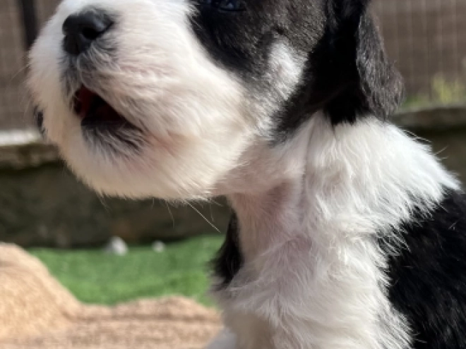 Miniature Schnauzer puppy for sale