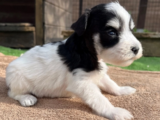 Miniature Schnauzer puppy for sale