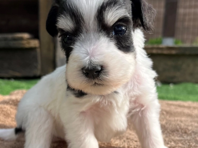 Miniature Schnauzer puppy for sale