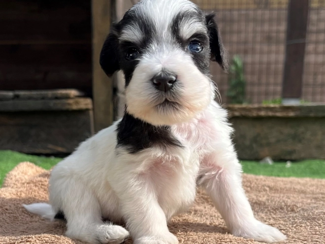 Miniature Schnauzer puppy for sale