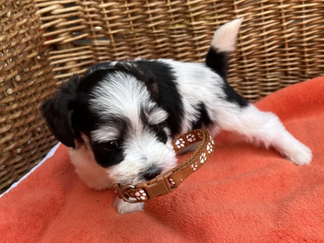 Miniature Schnauzer puppy for sale