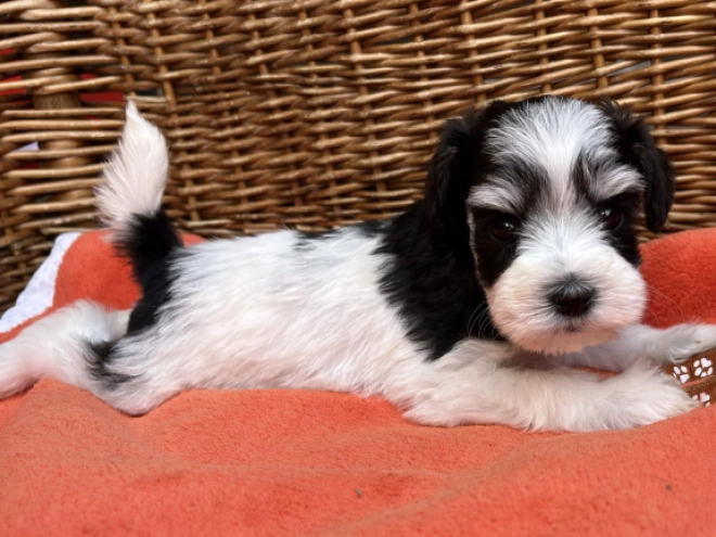Miniature Schnauzer puppy for sale