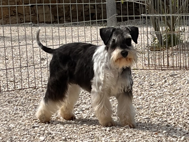 Miniature Schnauzer puppy for sale