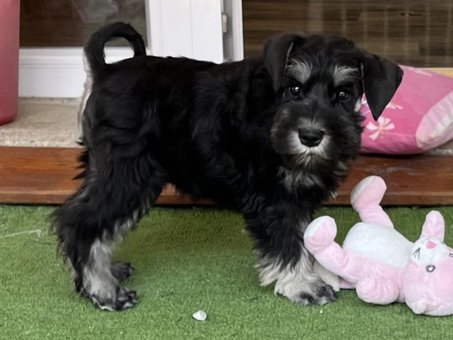 Miniature Schnauzer puppy for sale
