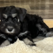 Ser Jorah, black and silver Miniature Schnauzer for sale