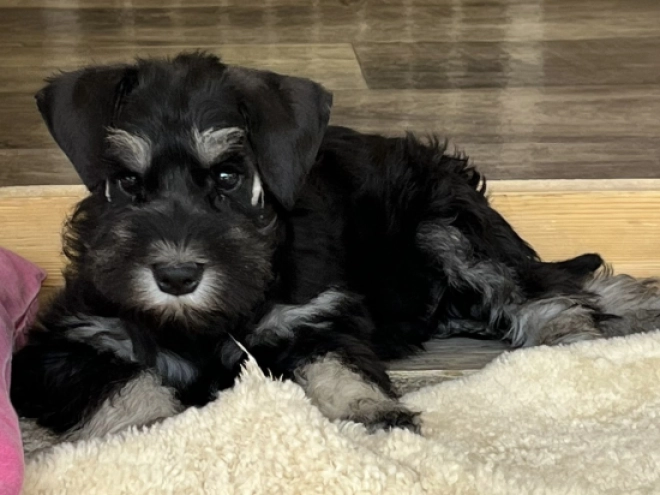 Miniature Schnauzer puppy for sale