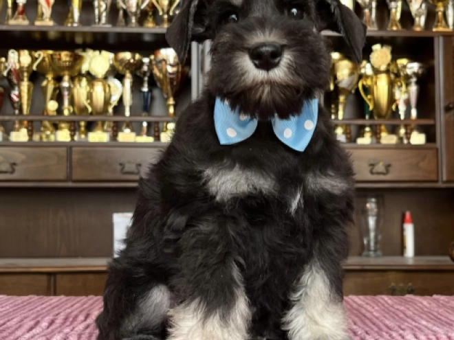 Miniature Schnauzer puppy for sale