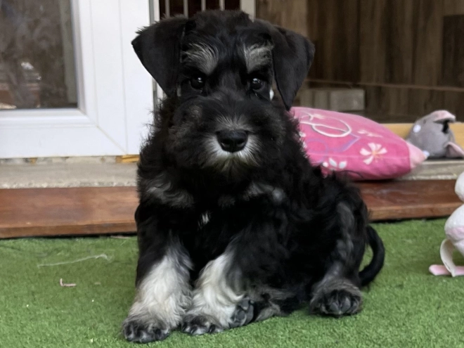 Miniature Schnauzer puppy for sale