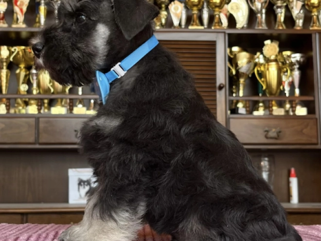 Miniature Schnauzer puppy for sale