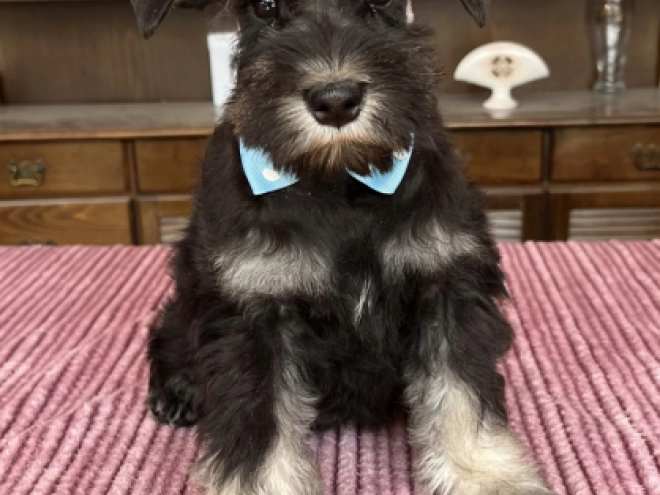 Miniature Schnauzer puppy for sale