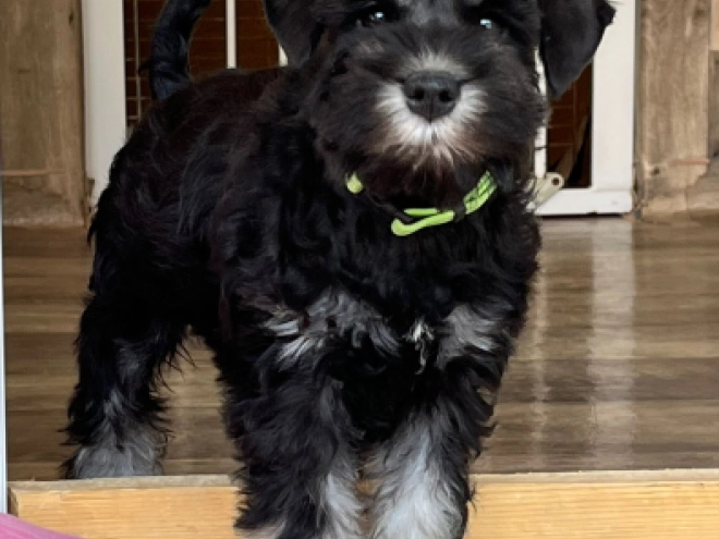 Perros Schnauzer Miniatura en venta