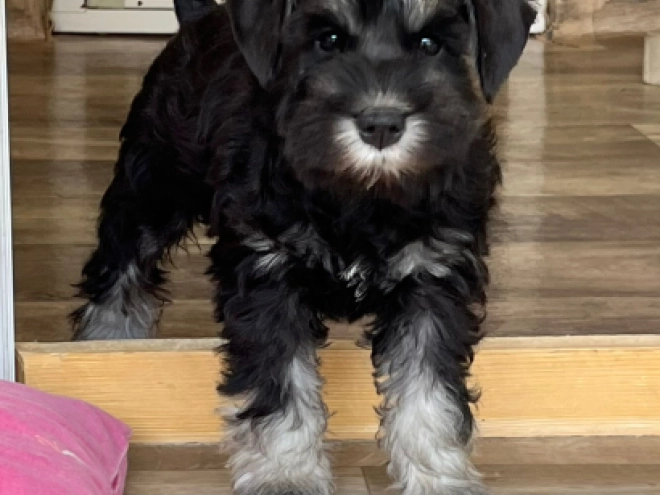 Perros Schnauzer Miniatura en venta