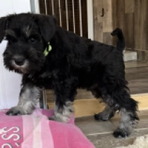 Seeley, black and silver Miniature Schnauzer for sale