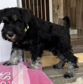 Miniature Schnauzer puppy for sale