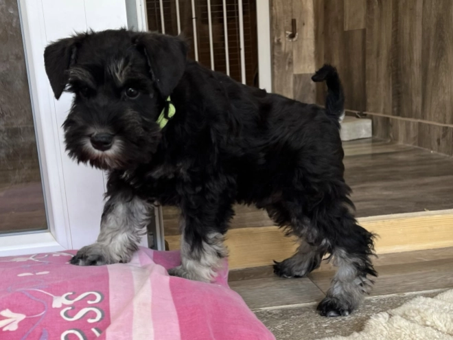Perros Schnauzer Miniatura en venta