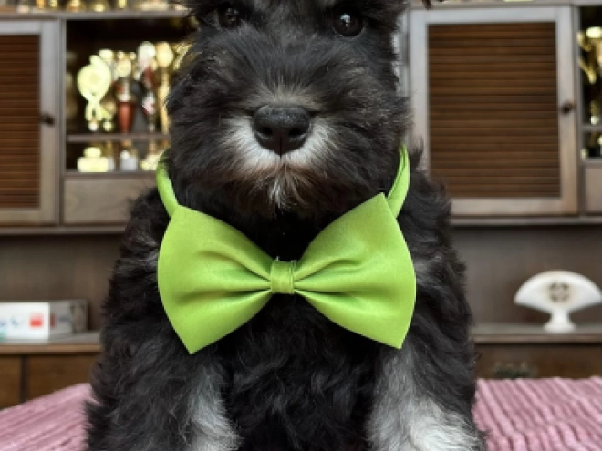Perros Schnauzer Miniatura en venta