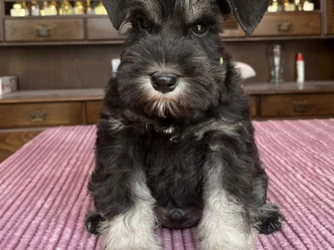 Perros Schnauzer Miniatura en venta