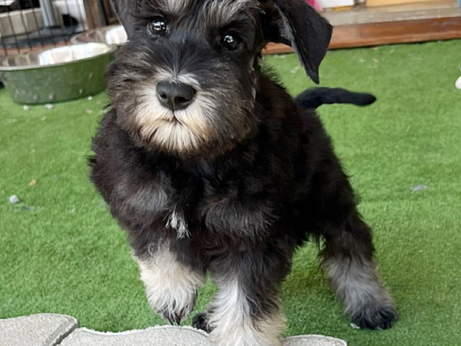 Perros Schnauzer Miniatura en venta