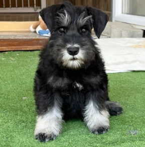 Perros Schnauzer Miniatura en venta