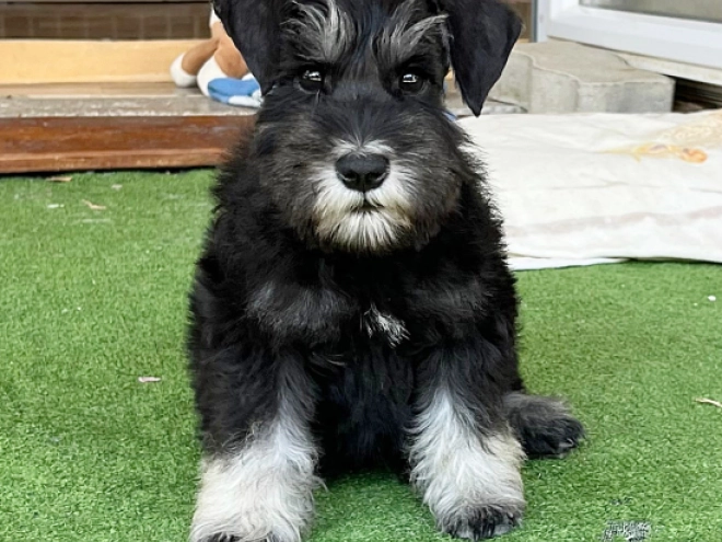 Perros Schnauzer Miniatura en venta