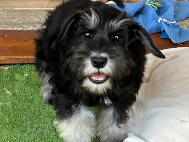 Perros Schnauzer Miniatura en venta