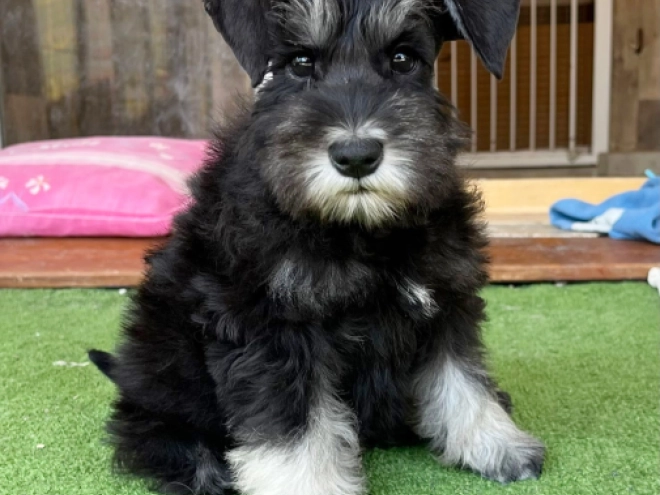 Perros Schnauzer Miniatura en venta