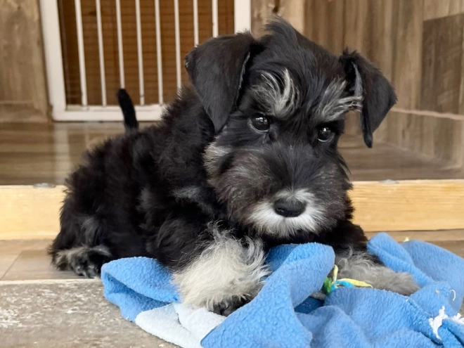 Perros Schnauzer Miniatura en venta