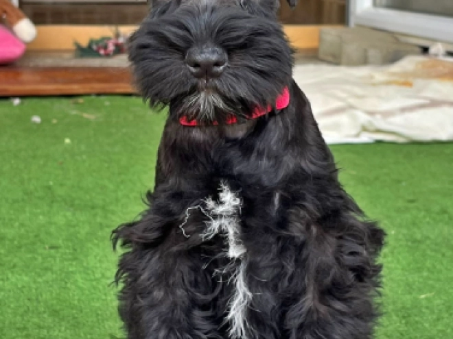 Zwergschnauzer Welpe kaufen