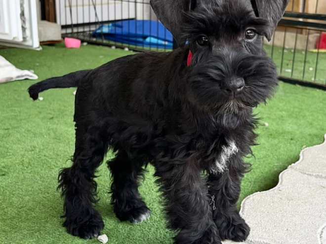 Zwergschnauzer Welpe kaufen