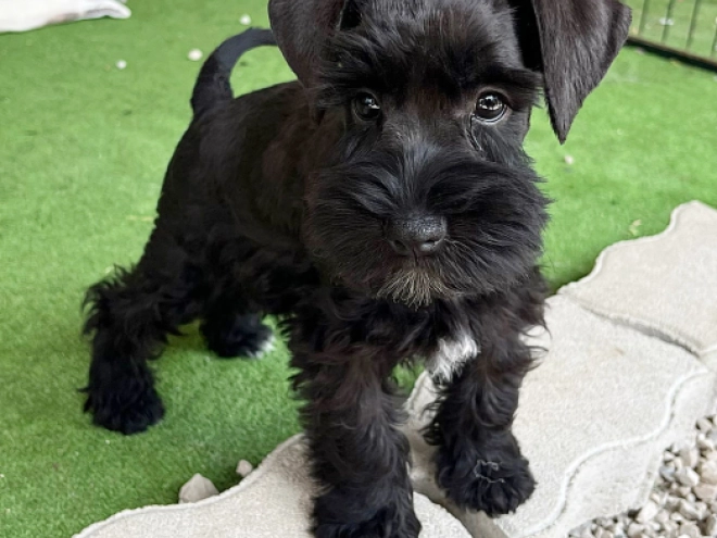 Zwergschnauzer Welpe kaufen